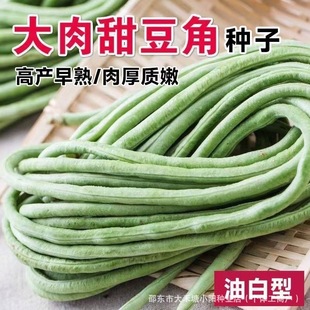 ����Ŵ���𶹽ǷN�Ӱ��L������Ŵ���ļ������ﲥ�����L�����׷N��