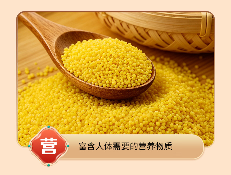 Roasted Yellow Millet Xiao Mi 500g Cooked Grain for Porridge Congee and Millet Paste in use