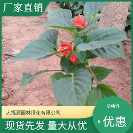 其他园林植物;水生植物;灌木