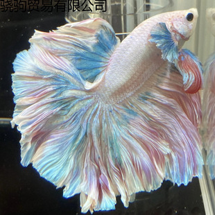 ���~̩������Ꭷ��Ů�鼆С�ͼ��װ��������^�p�~���B�ͻ�羳