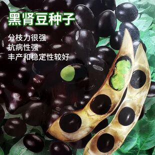 �����ڶ��N�Ӷ��N�ӿ�ʳ���w�S�N���쿹�����߮a�󶹷N��