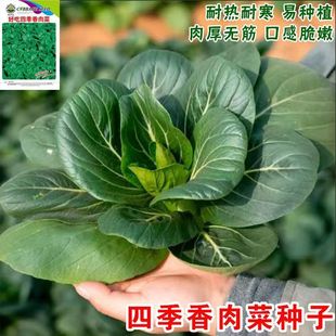 �ļ����N������ͺ��͟�С����ﶬ���߲˷N���r�����