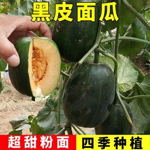 Round Black-Skinned Melon Seeds, Farm Vegetable Fields, Pastoral Planting, Black-Skinned Red-Fleshed Melon Seeds, Strong Fragrance and Sweet Taste