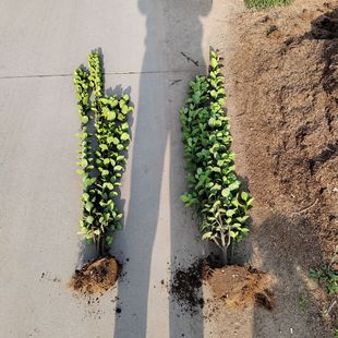 �����������S��ΗU�������S��һ�װ뱱�����������l�G�h��ľ����