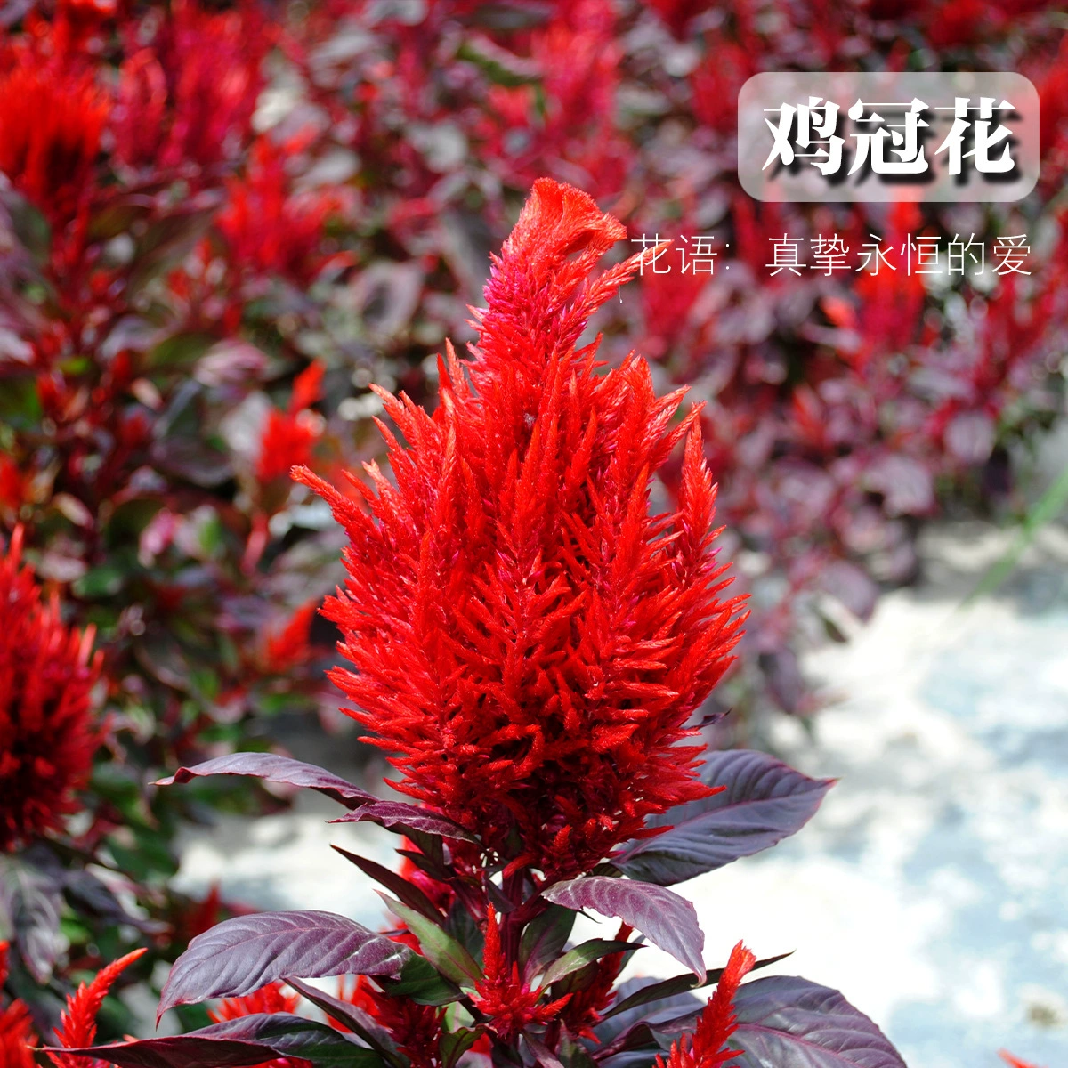 Оптовые продажи семян цветов: семена гортензии, цветы «феникс» для декоративных зон, уличных клумб во дворах, всесезонное посев, цветущие растения для ландшафтных проектов.