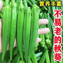 NӡGtN ͺ͟ ļN ߲˷N