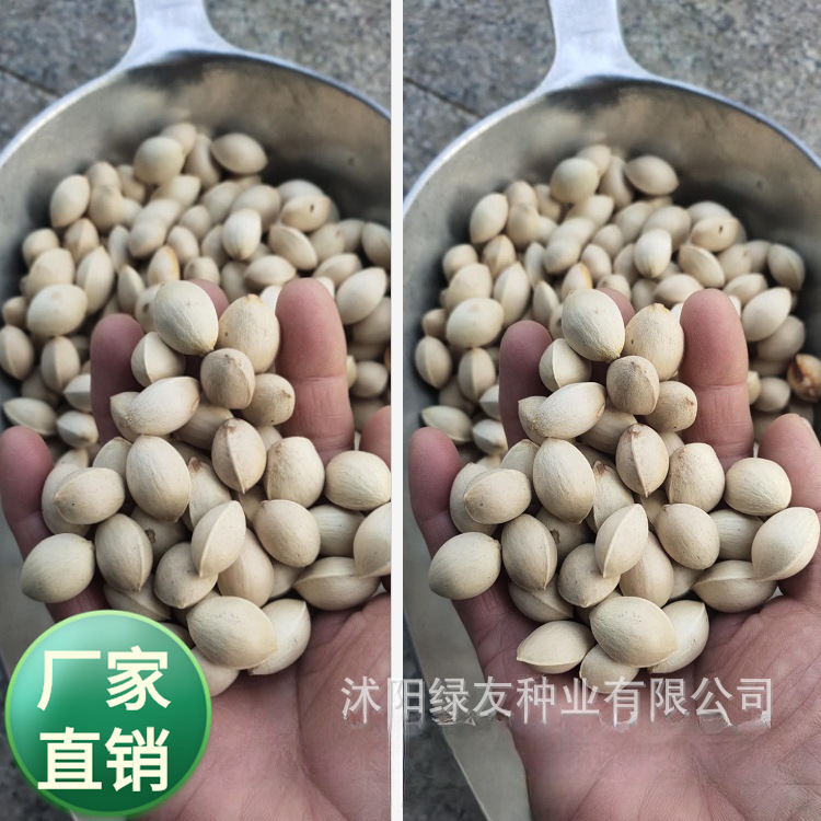 批发观叶大乔木落叶乔木  开心果种子   白果 银杏树种子