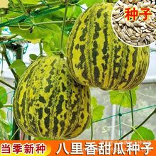 八里香甜瓜种孑阳台冰糖脆黄心瓜果庭院薄皮酥脆香瓜籽蔬菜种子