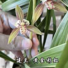 建兰带花苞黄金彩虹兰花浓香型客厅室内花卉盆栽四季开花