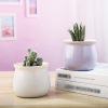 Flowerpot, fresh ceramics, candle indoor, cactus, wholesale