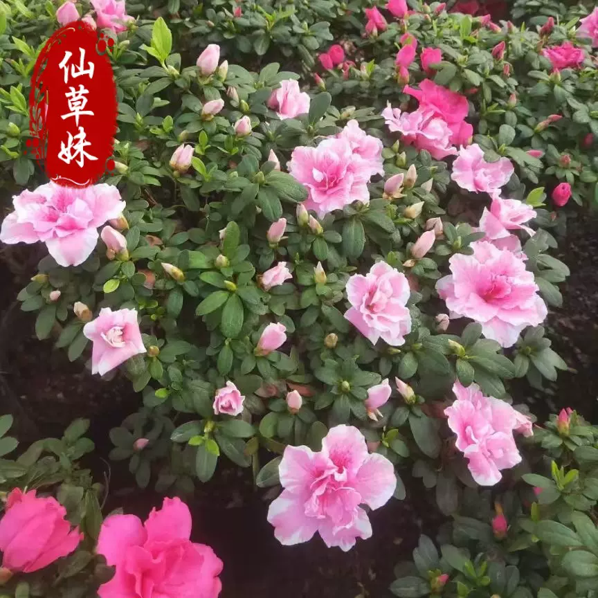 特大杜鹃杜鹃花盆栽花苞四季开花老桩花卉室内外绿植阳台好养耐寒