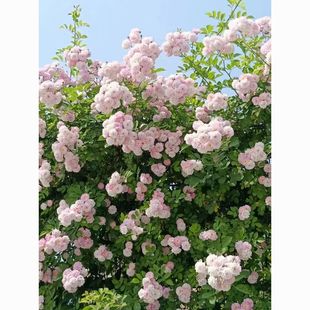 Ⱥ�_���ٻ��ܟo�̷ۈF�Nޱ���Nޱֲ���϶໨�NޱƷ�N�����ɫ����