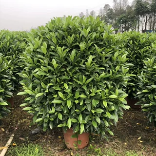 903供应 非洲茉莉球 1-1.2米 灰莉球 园林绿化球型苗