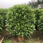 非洲园林球型绿化苗