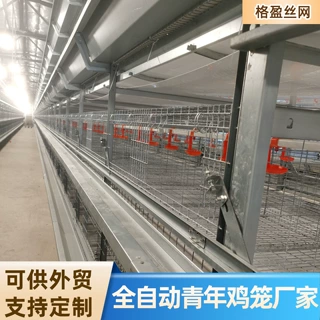 定制全自动青年鸡笼镀锌工艺养殖设备层叠式自动喂料清粪养殖笼
