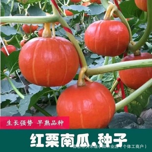 �t���ϹϷN������ܛŴ�t�����Ϲ���@�ˈ@�ɷN�ù����߮a�˷N��