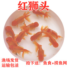 丹頂金魚 丹頂金魚批發 促銷價格 產地貨源 阿里巴巴