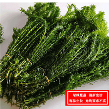 水草浮草 水草浮草批發 促銷價格 產地貨源 阿里巴巴 水草浮草 水草浮草批發 促銷價格 產地貨源 阿里巴巴