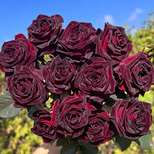 One-Piece Drop-Shipping Black Buck Rose Seedlings Blooming Rose Potted Florals Climbing Plants Vines Rose Trees Green Plants