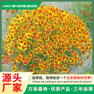 Դ�^�S�һ���ֱ���M�~���u�շN�Ӳ�ɫ��Ŀ�ջ��ш@�־G���̨����