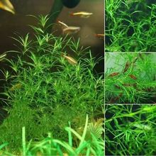 水草植物竹节草5-10cm高新手易养阴性水草 草厂直供一件代发