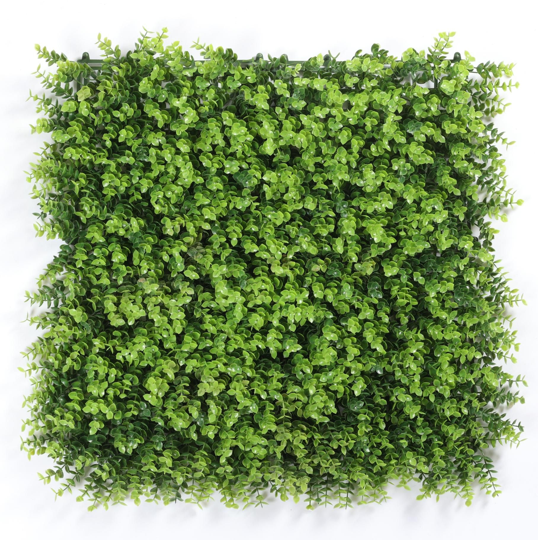 50*50cm special eucalyptus
