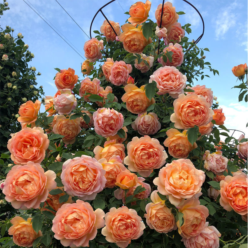 wholesale Multi season Bloom Rose Flower seedlings Big flower Strong fragrance Climbing Climbing Botany balcony courtyard Potted plant rose