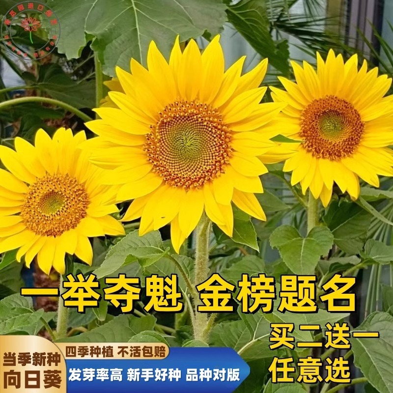Semillas de girasol, semillas de flores de cuatro estaciones, jardín interior y exterior, balcón para ver semillas de flores ornamentales