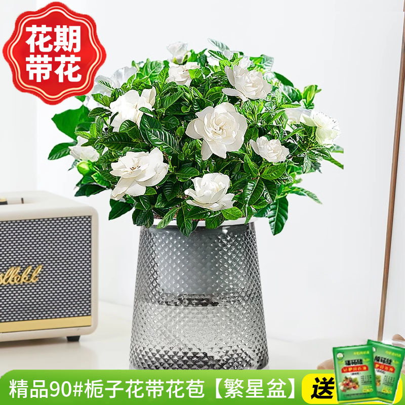 [점장 추천] 부티크 90#치자나무 개화기 꽃(별화분)은 영양분을 공급합니다.