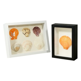 Shell conch hollow photo frame diy handmade table three-dimensional storage frame insect plant dried flower specimen display frame