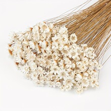 100+/50+干小巴西星形雏菊花彩色干菊花束迷你洋甘菊花材干花永生