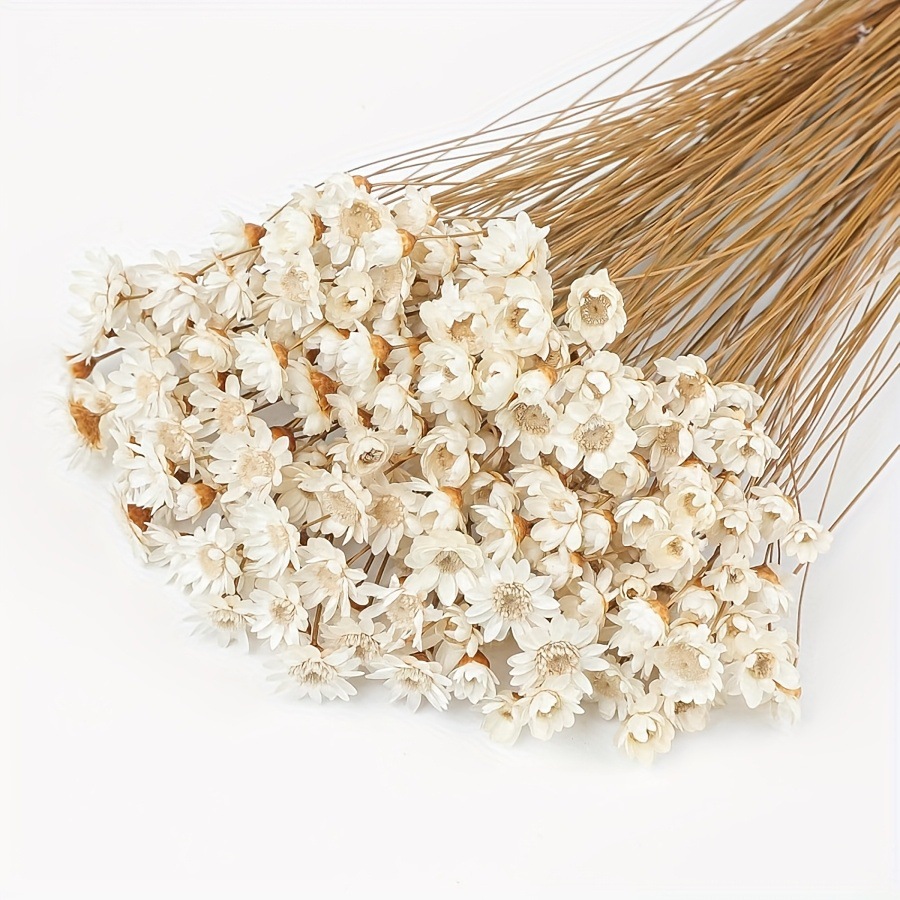 100+/50+干小巴西星形雏菊花彩色干菊花束迷你洋甘菊花材干花永生