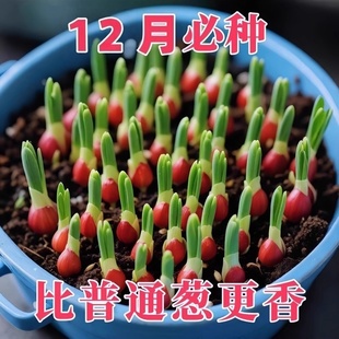 �t�^�[�N�ļ��[�^С���[�N���Ѽ�ͥ�̨�����߲˻��[ɽ�|���[�N��