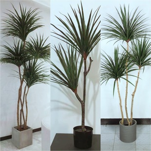 ������Ѫ��ǧ��ľ�Gֲ�������޾Ƶ���ʽֲ��@�ք�������Rβ�F��