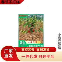 车厘子树苗樱桃树苖南方北方种植盆栽庭院果树矮化樱桃树大樱桃苗