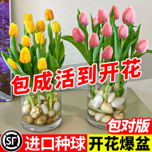 Tulip Bulbs, Hydroponic Flower Potted Plants, Indoor and Outdoor, Bloom in All Seasons and Are Good for Feeding Soil-Cultured Tulip Seeds