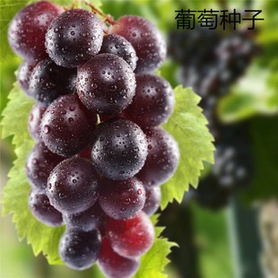 ɢ�b���ѷN�� ���|���ј�N�� �t���ӷN����ָ�޷��ĺ����������l