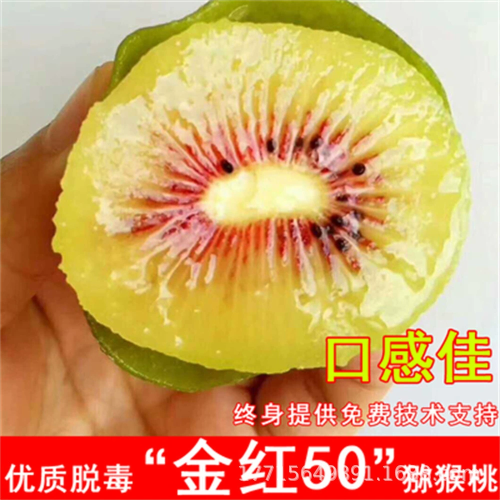 Красное сердце киви саженец прививки Actinidia arguta саженец в горшках посадка вьющаяся лоза фруктовые саженцы посадка на юге и севере