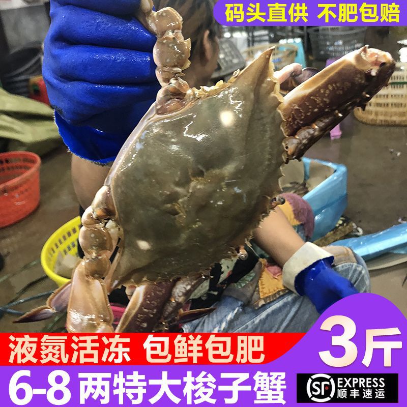 舟山梭子蟹鲜活冷冻顺丰特大活冻白蟹海螃蟹新鲜海鲜水产包鲜包肥