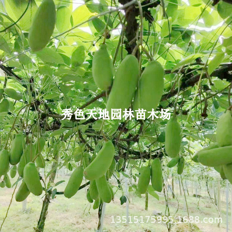 香蜜瓜果树苗八月炸瓜苗四季种植三叶木通南方八月瓜树苗当年结果