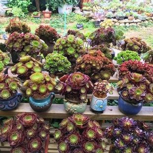 Black Master Succulent Plant Multi-Head Sale Master Succulent Old Stump Combination Green Plant Potted Plant Ni Liuli
