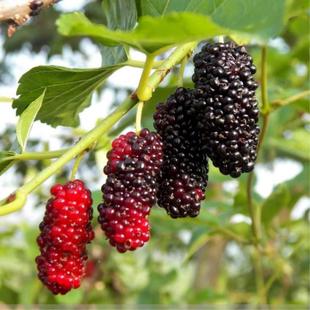 Fruit Mulberry Seedlings, Raspberry Seedlings, Mulberry Seedlings, Ground Potted Silkworm Cultivation, Four-Season Fruit Tree Seedlings, Mulberry Saplings Planted in the South and North
