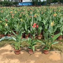 2104基地批发 供应 美人蕉 盆栽苗  红粉黄橙 多种花色 水陆两生