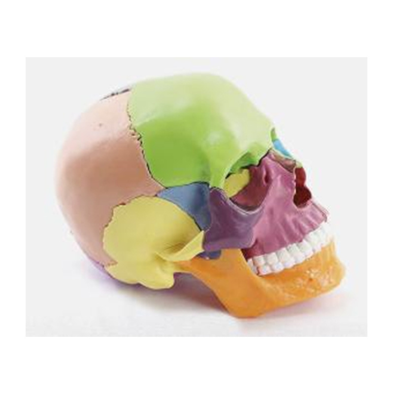 Modelo de simulación dental simple de modelo de práctica de enseñanza oral tipo reposacabezas modelo de cabeza simple de sujeción de mesa modelo de simulación de cabeza image 19
