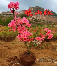 双季映山红树苗当年开花毛杜鹃花苗南方北方种植抗寒抗冻映山红苗