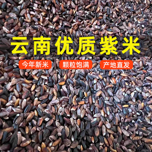 Yunnan Purple Rice Seasonal New Rice Blood Glutinous Rice Black Rice Glutinous Rice Bulk Bread Toast Household Rice Commercial Bulk