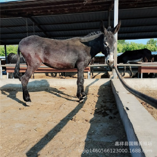 ���H�Bֳ �Bֳ���H�ĳɱ� �����H�� ���H�x �gӭ�xُ