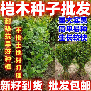 ��ľ�N���ļ��е���N�Ѷ��������̾G���^�~�N���͟Ό�����L�^��