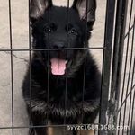 种黑色东德牧羊犬幼犬纯种狼灰太极黑狼犬看家护院护卫宠物狗