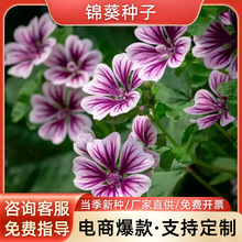 \NӽXϻNͥԺ@ļ׷NN^p